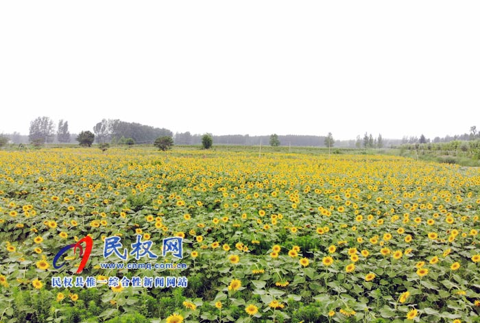 我縣黃河故道生態(tài)廊道萬(wàn)余棵向日葵怒放 市民觀賞流連忘返 我縣黃河故道生態(tài)廊道萬(wàn)余棵向日葵怒放 市民觀賞流連忘返