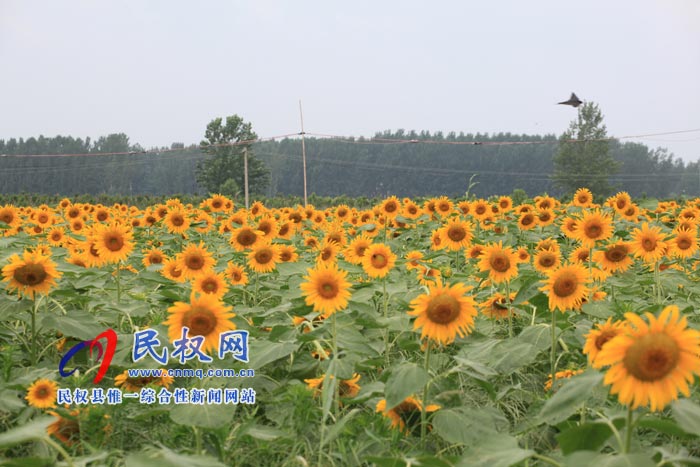 我縣黃河故道生態(tài)廊道萬(wàn)余棵向日葵怒放 市民觀賞流連忘返 我縣黃河故道生態(tài)廊道萬(wàn)余棵向日葵怒放 市民觀賞流連忘返