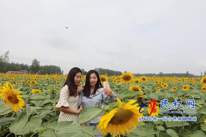 我縣黃河故道生態(tài)廊道萬(wàn)余棵向日葵怒放 市民觀賞流連忘返 我縣黃河故道生態(tài)廊道萬(wàn)余棵向日葵怒放 市民觀賞流連忘返
