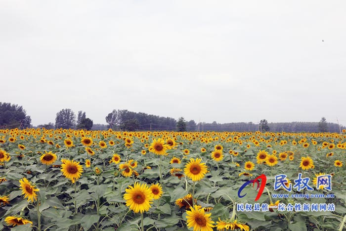 我縣黃河故道生態(tài)廊道萬(wàn)余棵向日葵怒放 市民觀賞流連忘返 我縣黃河故道生態(tài)廊道萬(wàn)余棵向日葵怒放 市民觀賞流連忘返