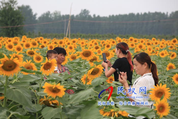我縣黃河故道生態(tài)廊道萬(wàn)余棵向日葵怒放 市民觀賞流連忘返 我縣黃河故道生態(tài)廊道萬(wàn)余棵向日葵怒放 市民觀賞流連忘返