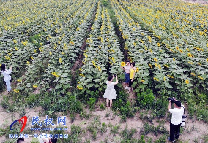 我縣黃河故道生態(tài)廊道萬(wàn)余棵向日葵怒放 市民觀賞流連忘返 我縣黃河故道生態(tài)廊道萬(wàn)余棵向日葵怒放 市民觀賞流連忘返