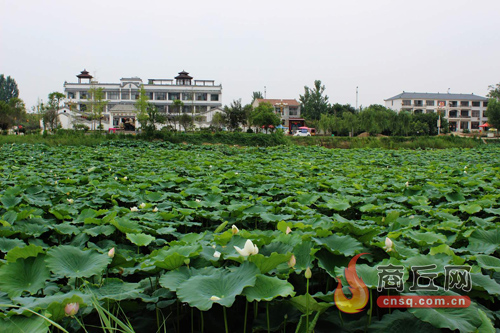 民權綠洲荷花爭艷