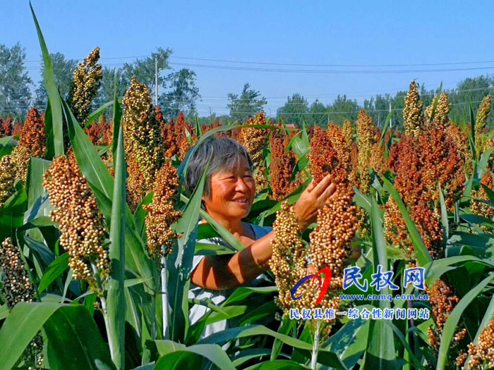 老顏集鄉(xiāng):紅高粱紅了，農(nóng)民笑了