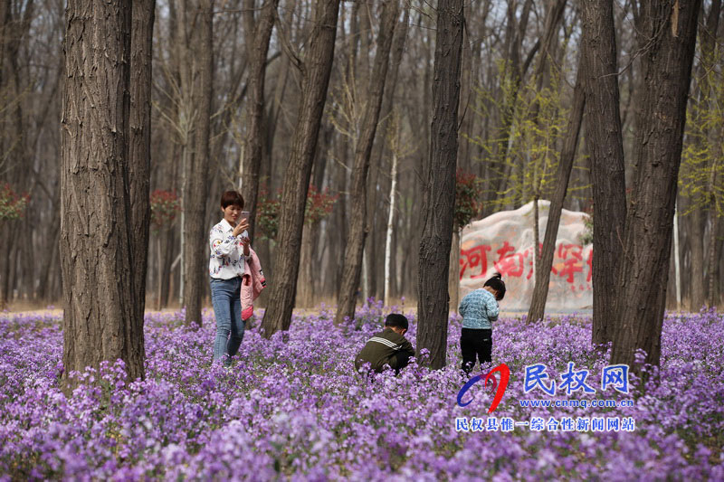 “網(wǎng)紅花?！币稳? title=