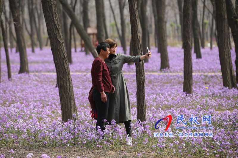 “網(wǎng)紅花?！币稳? title=
