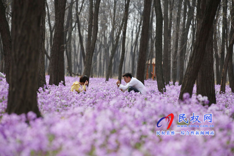 “網(wǎng)紅花?！币稳? title=