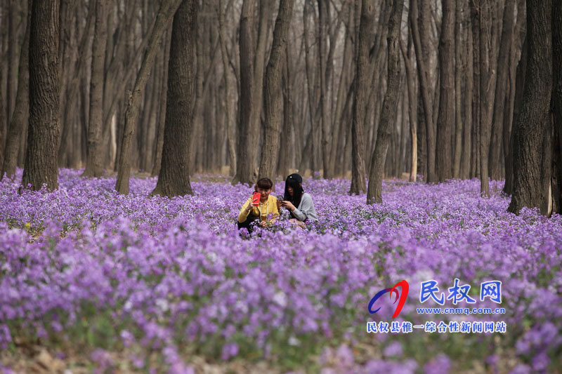 “網(wǎng)紅花?！币稳? title=