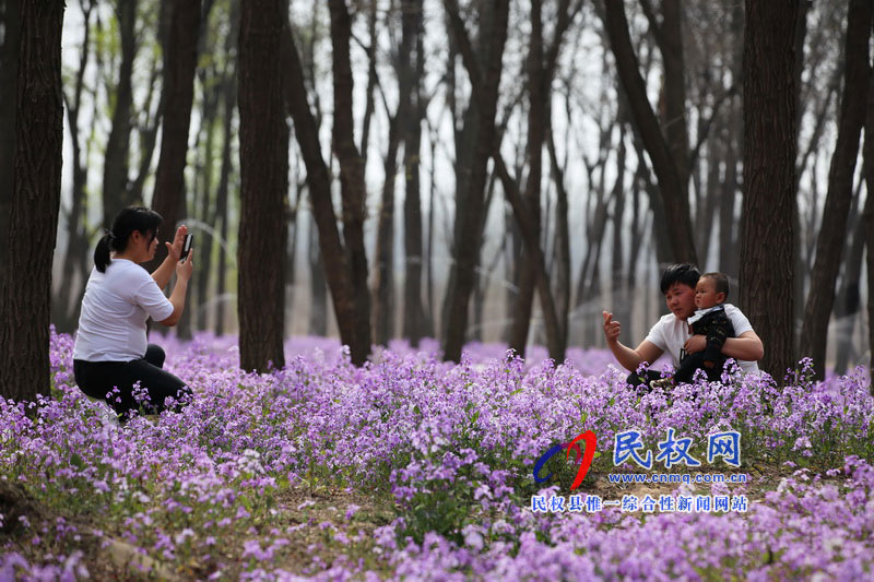 “網(wǎng)紅花?！币稳? title=