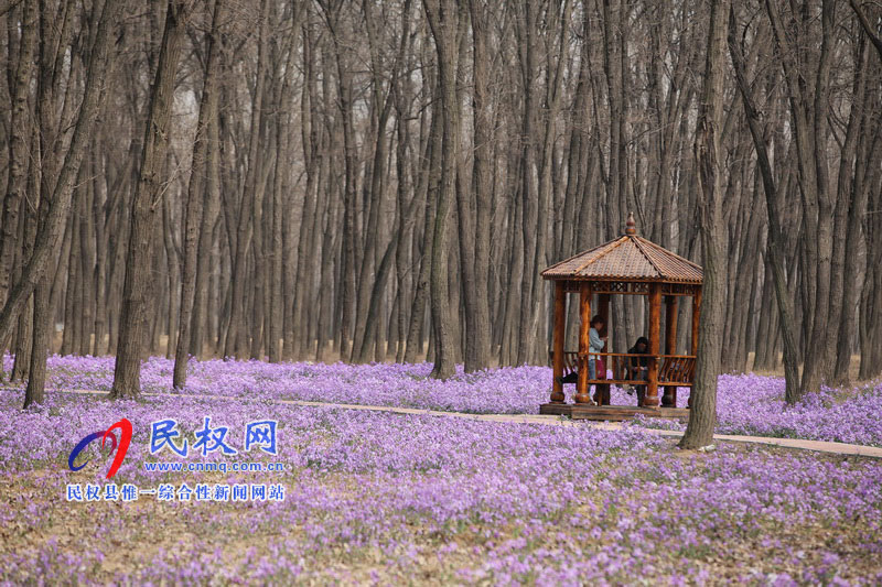 “網(wǎng)紅花?！币稳? title=