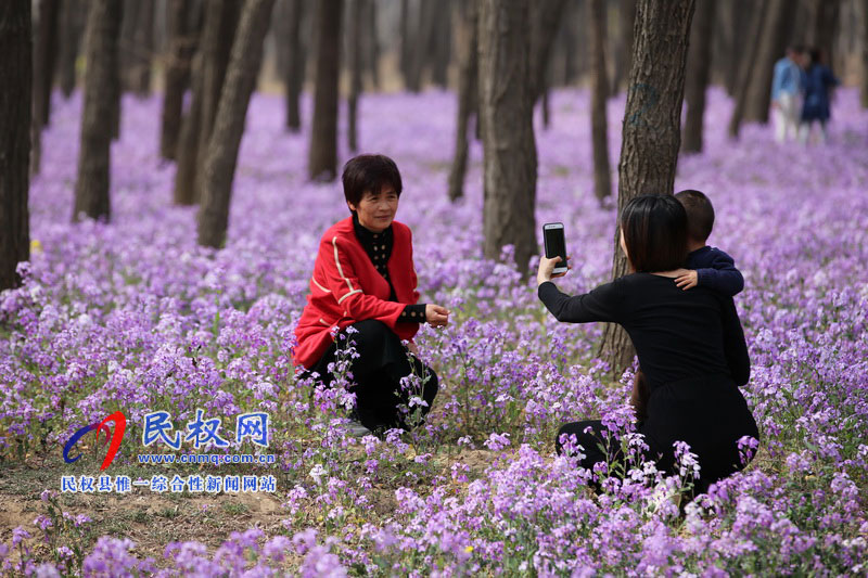 “網(wǎng)紅花?！币稳? title=