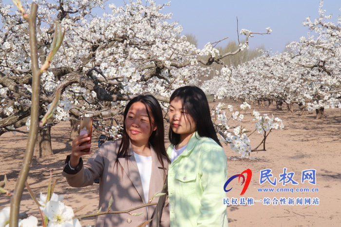 野崗鎮(zhèn)：萬畝梨園花盛開 授粉踏春正當(dāng)時(shí)