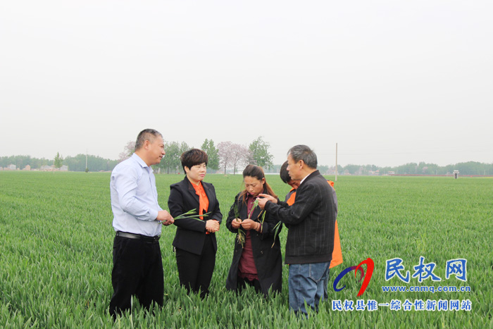 民權(quán)縣召開2019年小麥赤霉病統(tǒng)防統(tǒng)治現(xiàn)場會 民權(quán)縣召開2019年小麥赤霉病統(tǒng)防統(tǒng)治現(xiàn)場會