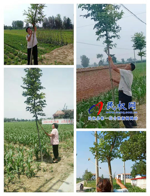 龍?zhí)伶?zhèn)：它們是幼苗，它們需要呵護(hù)！