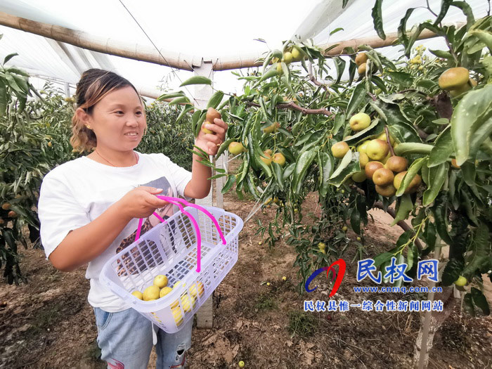 民權(quán):旭光冬棗農(nóng)家樂(lè) 采摘園里話豐收 民權(quán):旭光冬棗農(nóng)家樂(lè) 采摘園里話豐收