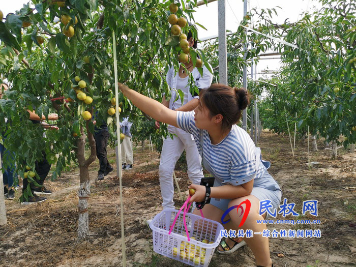民權(quán):旭光冬棗農(nóng)家樂(lè) 采摘園里話豐收 民權(quán):旭光冬棗農(nóng)家樂(lè) 采摘園里話豐收