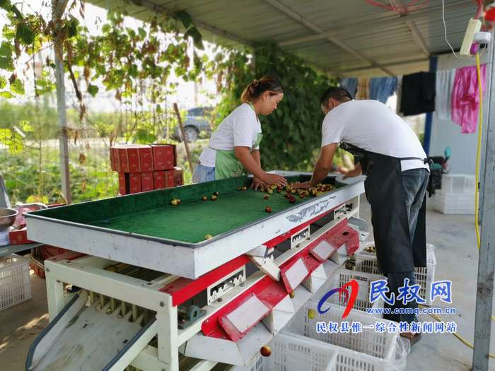 民權(quán):旭光冬棗農(nóng)家樂(lè) 采摘園里話豐收 民權(quán):旭光冬棗農(nóng)家樂(lè) 采摘園里話豐收