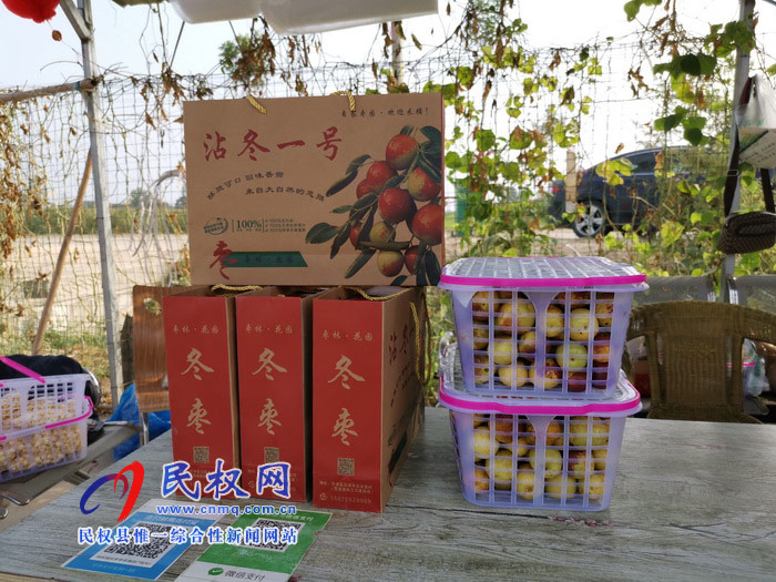 民權(quán):旭光冬棗農(nóng)家樂(lè) 采摘園里話豐收 民權(quán):旭光冬棗農(nóng)家樂(lè) 采摘園里話豐收