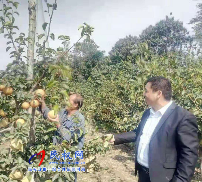 龍?zhí)伶?zhèn)：晚秋黃梨金燦燦，喜獲豐收笑開顏