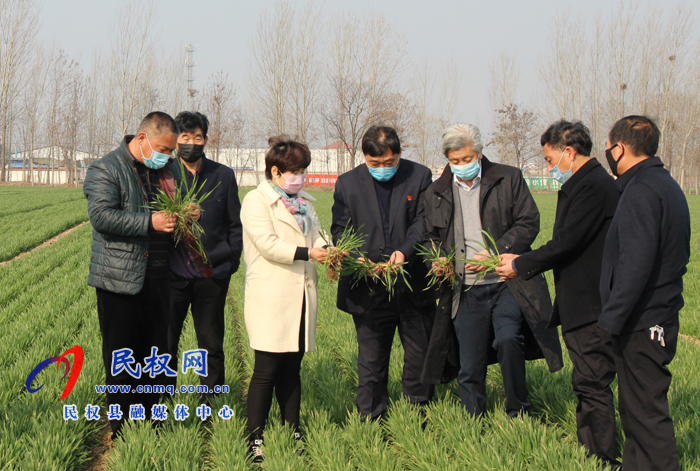 全國人大常委會委員許為鋼博士親臨民權(quán)指導(dǎo)優(yōu)質(zhì)小麥春季管理 全國人大常委會委員許為鋼博士親臨民權(quán)指導(dǎo)優(yōu)質(zhì)小麥春季管理