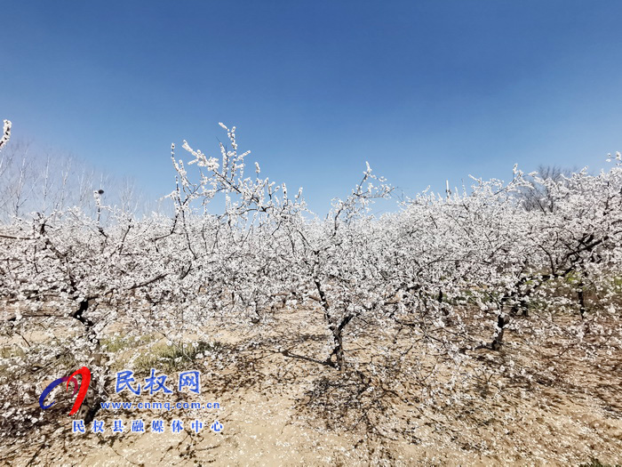 河南民權(quán):杏花開(kāi) 春意濃 河南民權(quán):杏花開(kāi) 春意濃