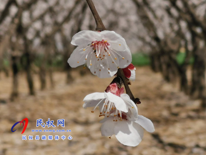 河南民權(quán):杏花開(kāi) 春意濃 河南民權(quán):杏花開(kāi) 春意濃