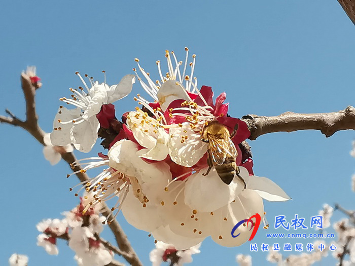 河南民權(quán):杏花開(kāi) 春意濃 河南民權(quán):杏花開(kāi) 春意濃