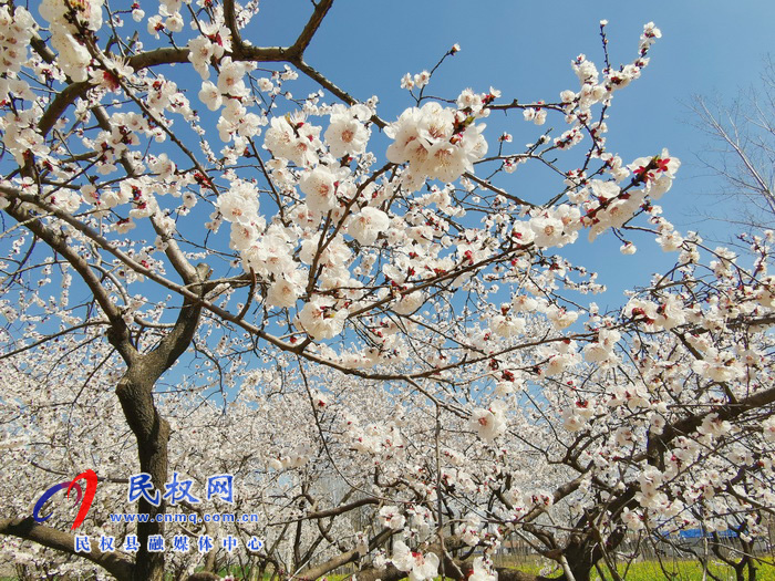 河南民權(quán):杏花開(kāi) 春意濃 河南民權(quán):杏花開(kāi) 春意濃