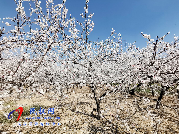 河南民權(quán):杏花開(kāi) 春意濃 河南民權(quán):杏花開(kāi) 春意濃