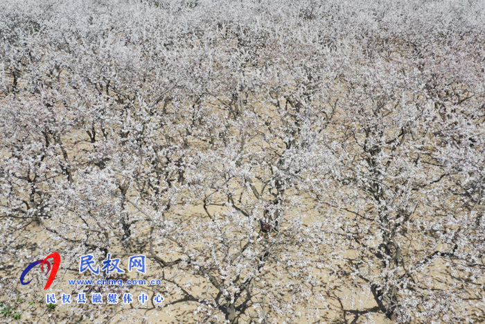 河南民權(quán):杏花開(kāi) 春意濃 河南民權(quán):杏花開(kāi) 春意濃