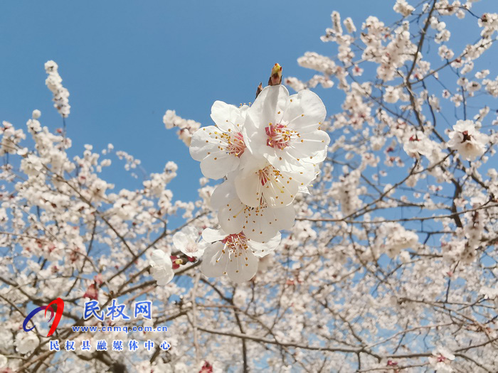 河南民權(quán):杏花開(kāi) 春意濃 河南民權(quán):杏花開(kāi) 春意濃