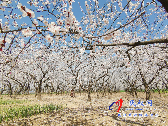 河南民權(quán):杏花開(kāi) 春意濃 河南民權(quán):杏花開(kāi) 春意濃