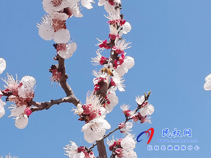 河南民權(quán):杏花開(kāi) 春意濃 河南民權(quán):杏花開(kāi) 春意濃