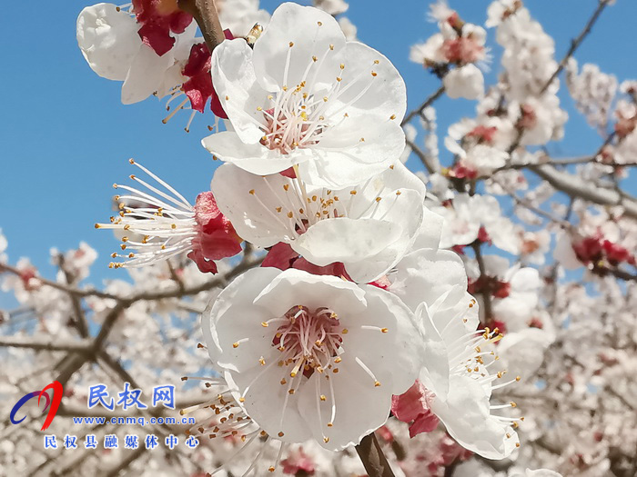 河南民權(quán):杏花開(kāi) 春意濃 河南民權(quán):杏花開(kāi) 春意濃