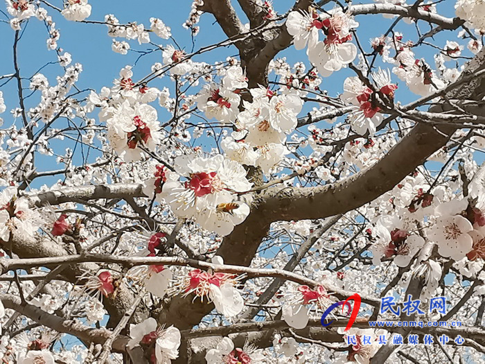 河南民權(quán):杏花開(kāi) 春意濃 河南民權(quán):杏花開(kāi) 春意濃