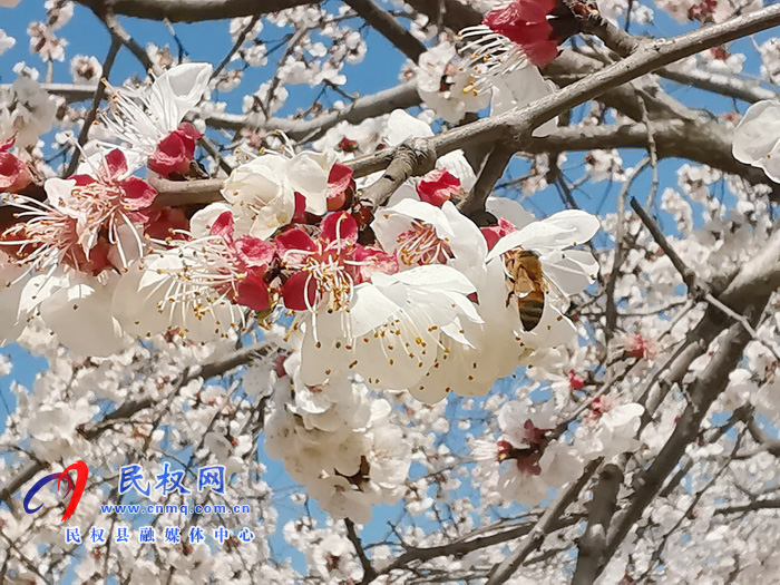 河南民權(quán):杏花開(kāi) 春意濃 河南民權(quán):杏花開(kāi) 春意濃
