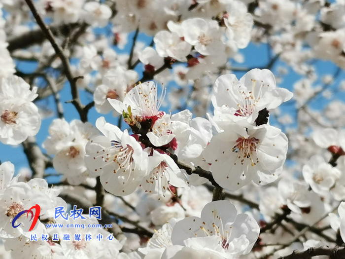 河南民權(quán):杏花開(kāi) 春意濃 河南民權(quán):杏花開(kāi) 春意濃
