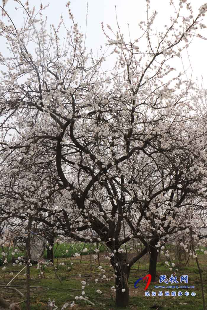 伯黨鄉(xiāng):老家的甜酸杏樹(shù)開(kāi)花了 伯黨鄉(xiāng):老家的甜酸杏樹(shù)開(kāi)花了