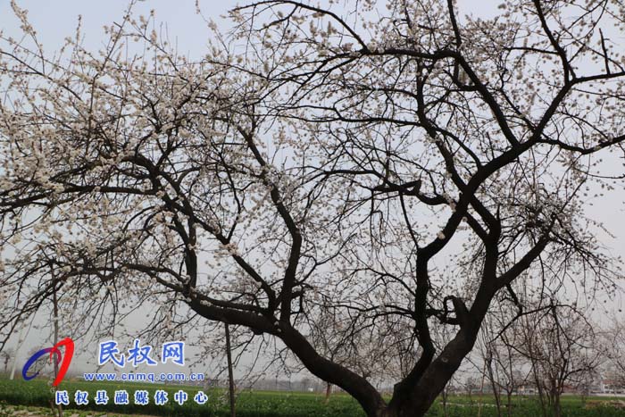 伯黨鄉(xiāng):老家的甜酸杏樹(shù)開(kāi)花了 伯黨鄉(xiāng):老家的甜酸杏樹(shù)開(kāi)花了