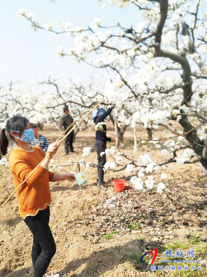 千樹萬樹梨花開 果農授粉正當時 千樹萬樹梨花開 果農授粉正當時