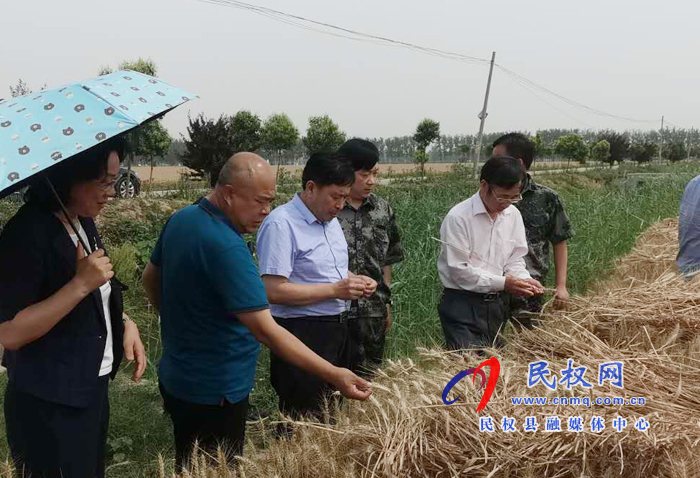 省國(guó)調(diào)隊(duì)到我縣調(diào)研夏糧生產(chǎn)等工作開展情況 省國(guó)調(diào)隊(duì)到我縣調(diào)研夏糧生產(chǎn)等工作開展情況