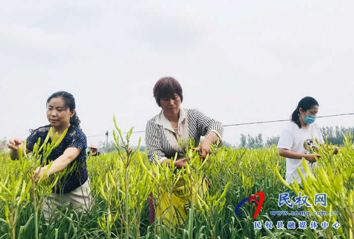 孫六鎮(zhèn):扶貧產(chǎn)業(yè)黃花菜采摘正當(dāng)時 孫六鎮(zhèn):扶貧產(chǎn)業(yè)黃花菜采摘正當(dāng)時