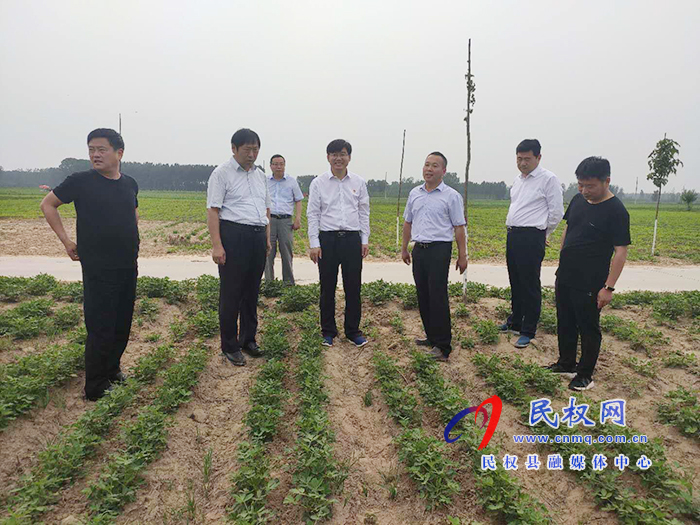 省農(nóng)業(yè)農(nóng)村廳黨組成員、總農(nóng)藝師王俊忠到我縣調(diào)研花生生產(chǎn)情況