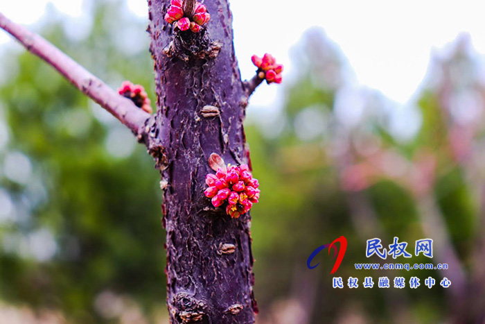 春色民權(quán)——百花報(bào)春來(lái)