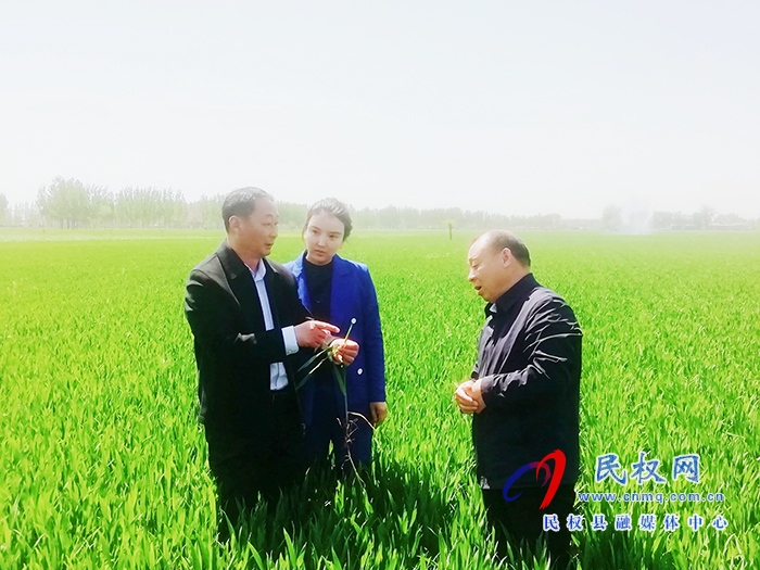 莊子鎮(zhèn)黨委書記安永超、鎮(zhèn)長(zhǎng)楊娜調(diào)研小麥病蟲(chóng)害防治和人居環(huán)境衛(wèi)生整治工作