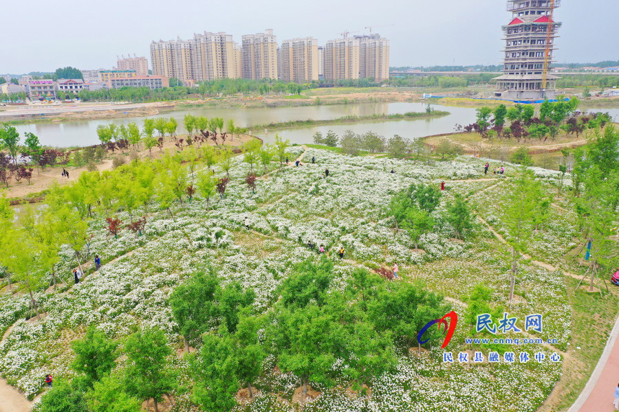 河南民權：安瀾湖公園大濱菊盛開 初夏氣息濃郁