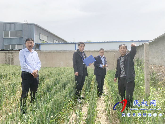 民權(quán)12345：違建擋陽光導(dǎo)致小麥死亡 ？真相竟是...