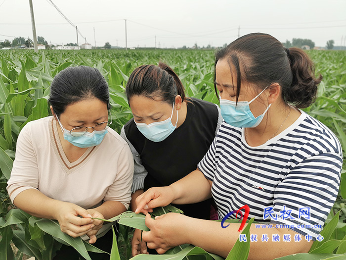 民權(quán):技術(shù)專(zhuān)家走進(jìn)田間地頭 指導(dǎo)農(nóng)民田間科學(xué)管理 民權(quán):技術(shù)專(zhuān)家走進(jìn)田間地頭 指導(dǎo)農(nóng)民田間科學(xué)管理