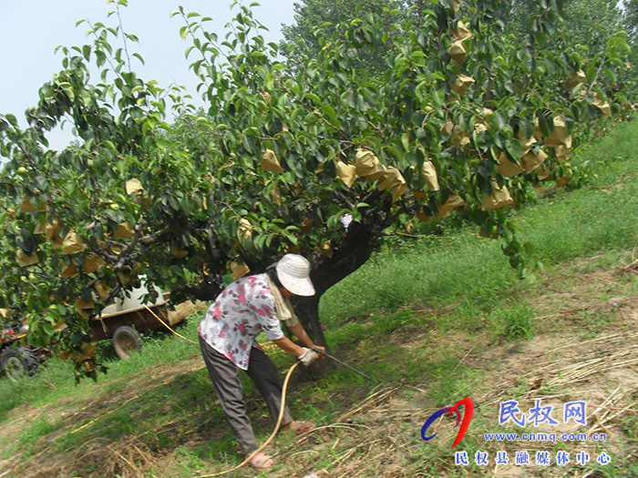 園藝站：重視果園夏管，組織技術(shù)人員進(jìn)園入戶進(jìn)行指導(dǎo)