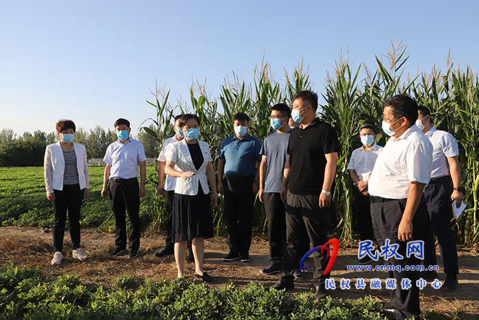 縣委副書記、縣長王靜嫻查看抗旱保秋、農(nóng)村人居環(huán)境整治工作